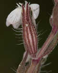 Common catchfly